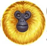 Paytable 7 monkeys 4