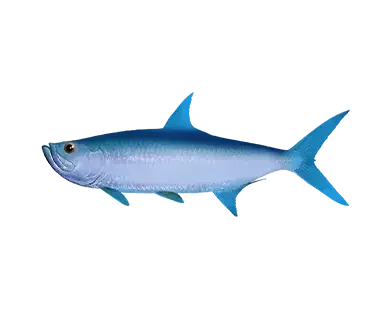 Paytable fishing club 1